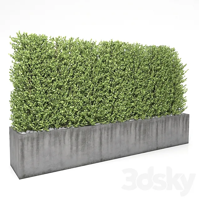 Boxwood - hedge 3D Model