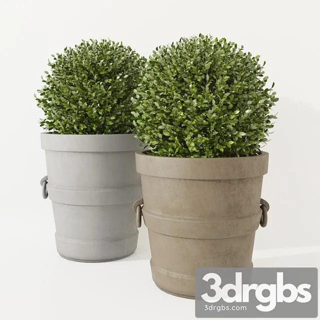 Boxwood In Pots Restoration Hardware 3D Model Free