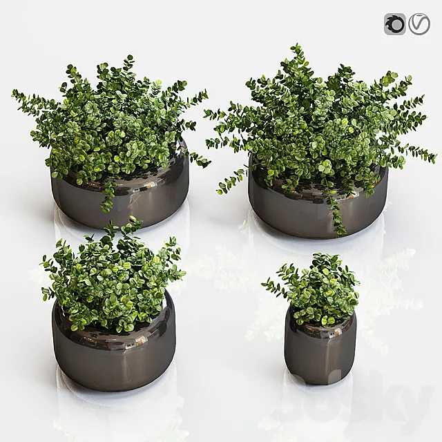 Boxwood plants in a black vase 3D Model