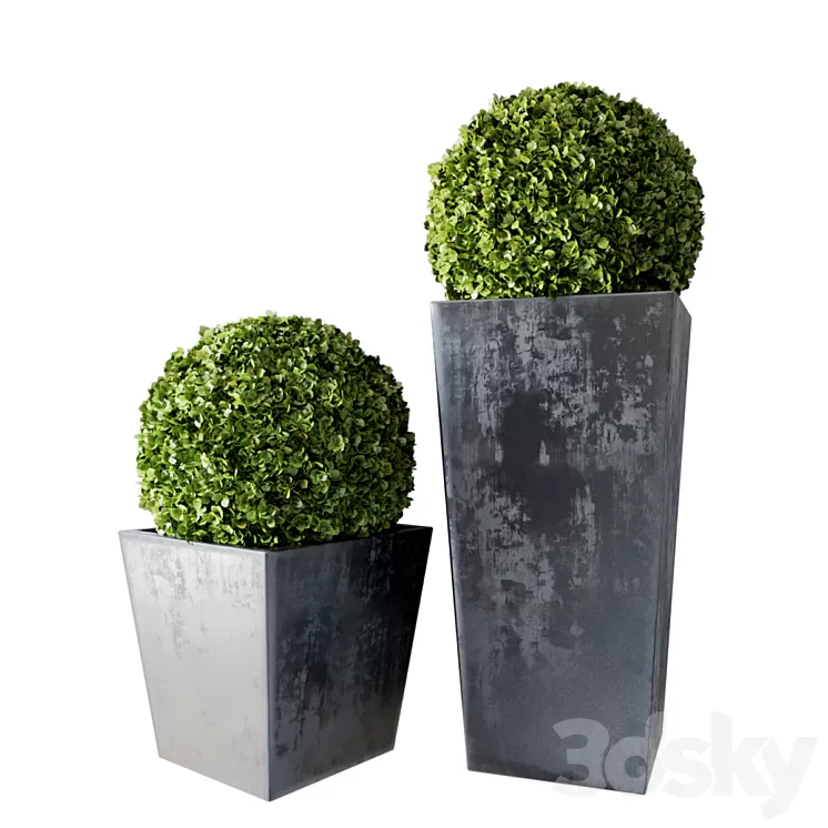 Boxwood Set 01 3D Model