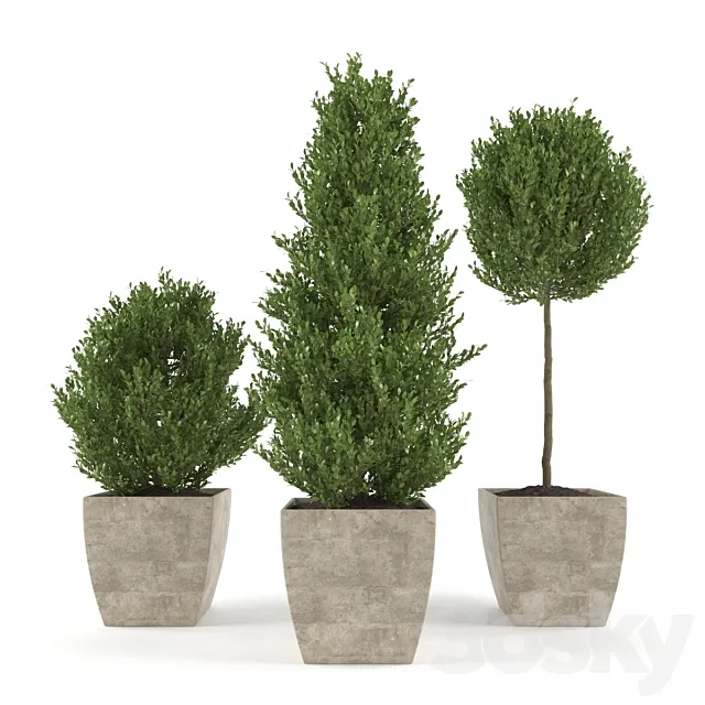 Boxwood - Set 1 3D Model