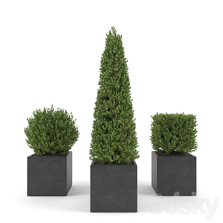 Boxwood - Set 2 3D Model