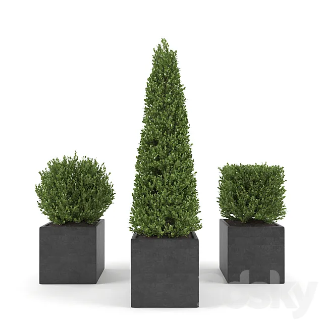 Boxwood - Set 2 3DModel