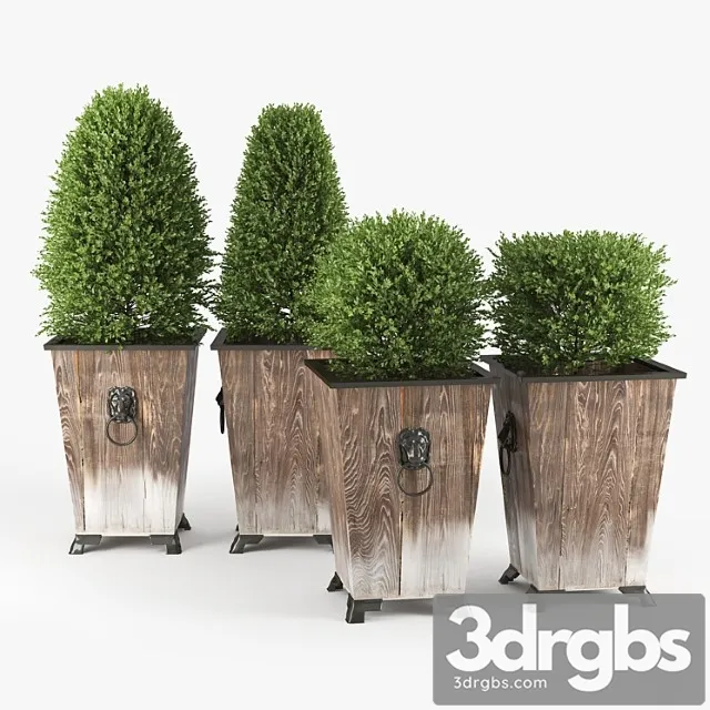 Boxwood Topiary 3 3D Model Free