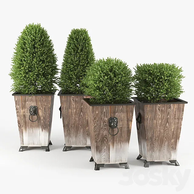 BOXWOOD TOPIARY 3D Model