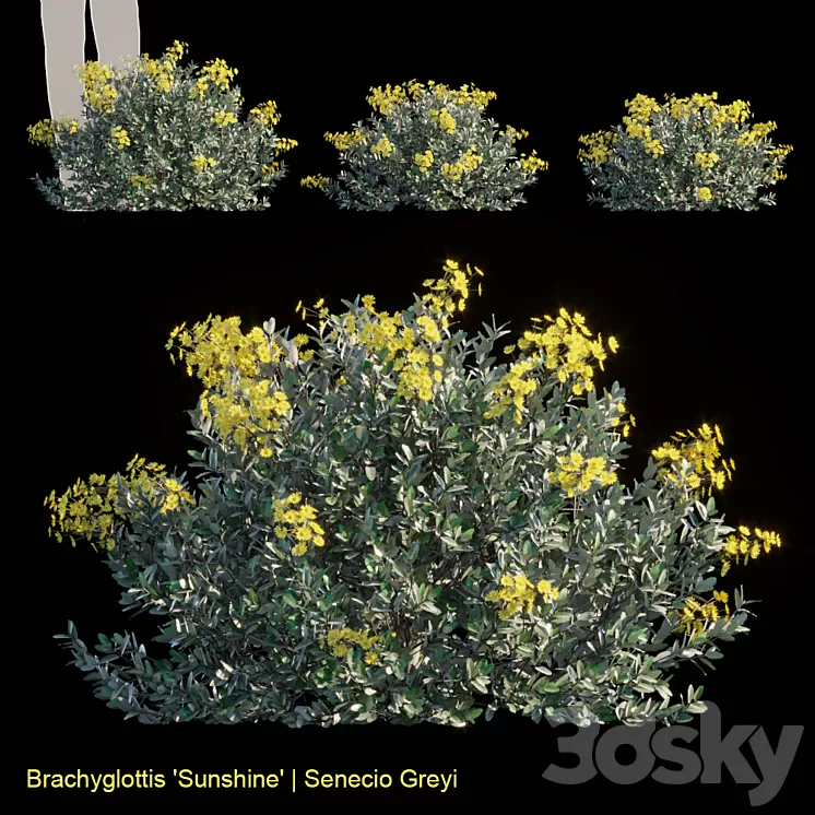 Brachyglottis Sunshine | Senecio gray 3D Model