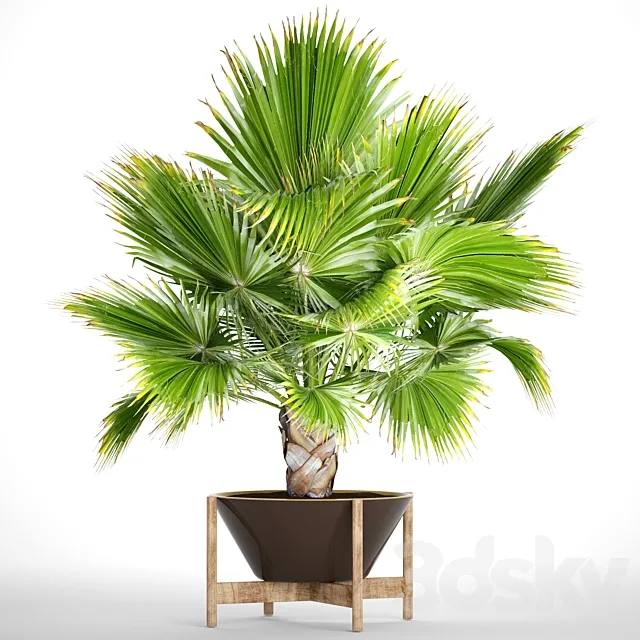 Brahea edulis 2. fan palm. brachea. bismarckia. palm tree in a flowerpot. pot. decorative. outdoor. blue palm Free Download