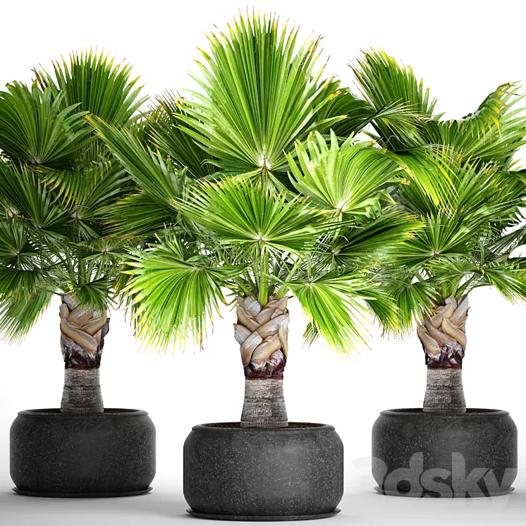 Brahea edulis. Brachea fan palm decorative outdoor indoor black pot flowerpot 3D Model