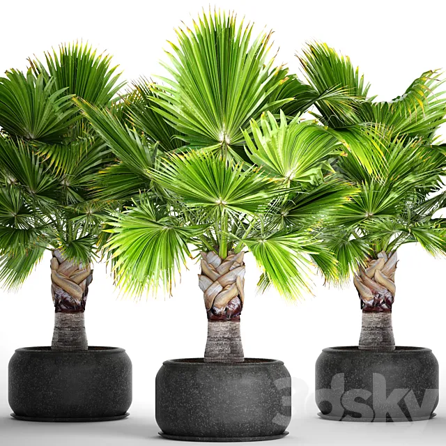Brahea edulis. Brachea. fan palm. decorative. outdoor. indoor. black pot. flowerpot 3DModel