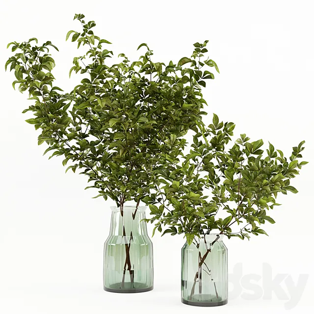 Branches in the vase 002 Free Download