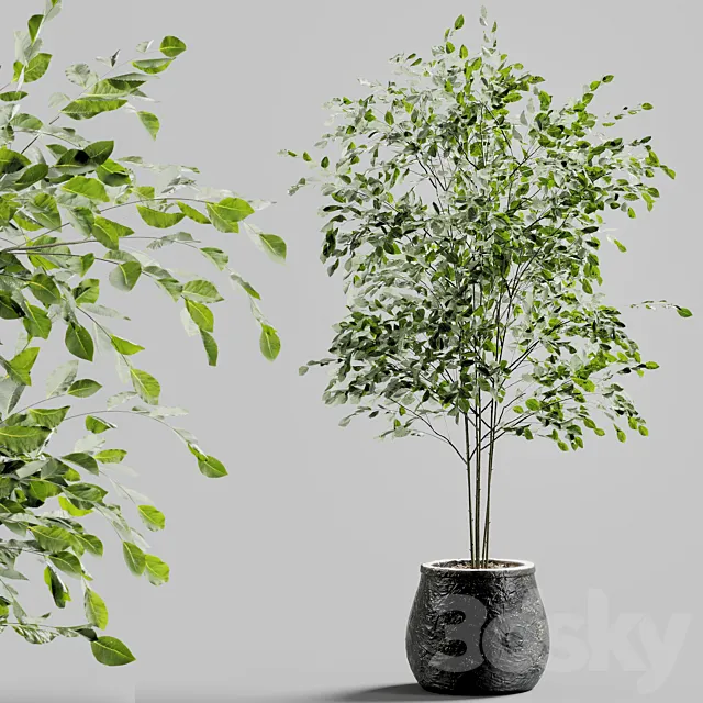 Branches in vases 27 3D Model