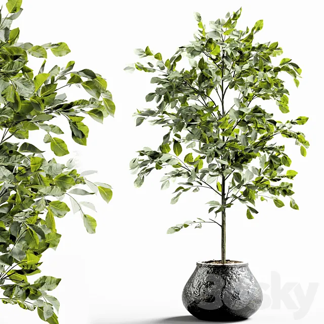 Branches in vases 28 3D Model