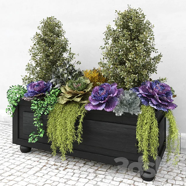 Brassica oleracea (Ornamental Cabbage) 3D Model