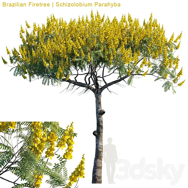 Brazilian Firetree | Schizolobium Parahyba # 2 3D Model