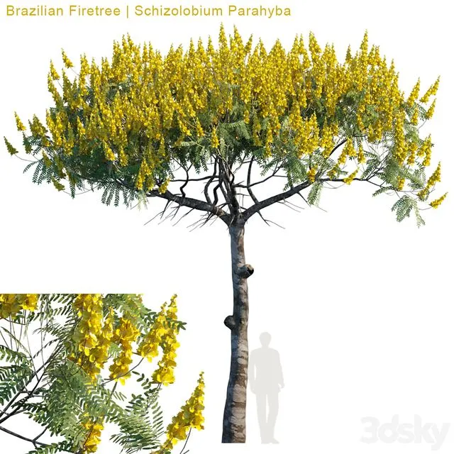 Brazilian Firetree Schizolobium Parahyba # 2 3D Model