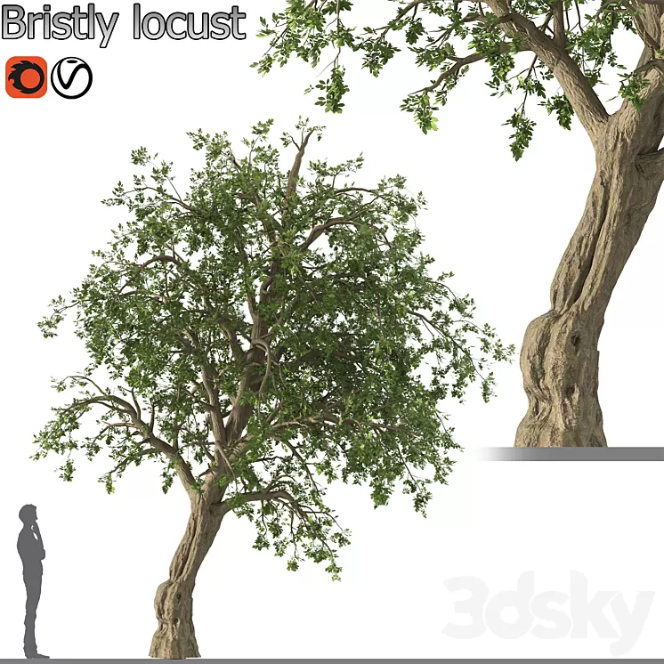Bristly locust tree (1 Tree) 3D Model Free