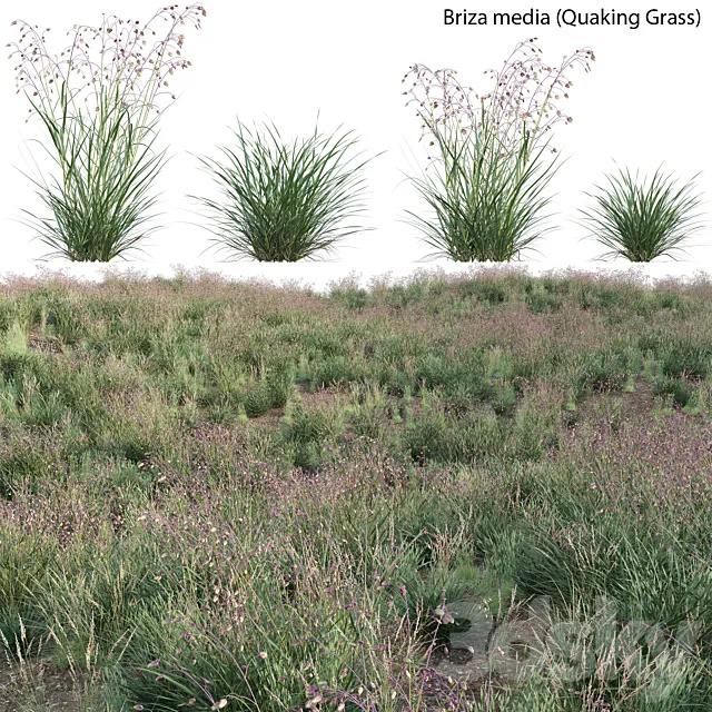 Briza media - Quaking Grass 01 3D Model