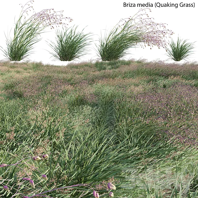 Briza media - Quaking Grass 02 3D Model