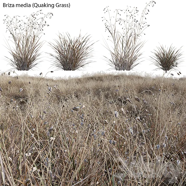 Briza media - Quaking Grass 03 3D Model