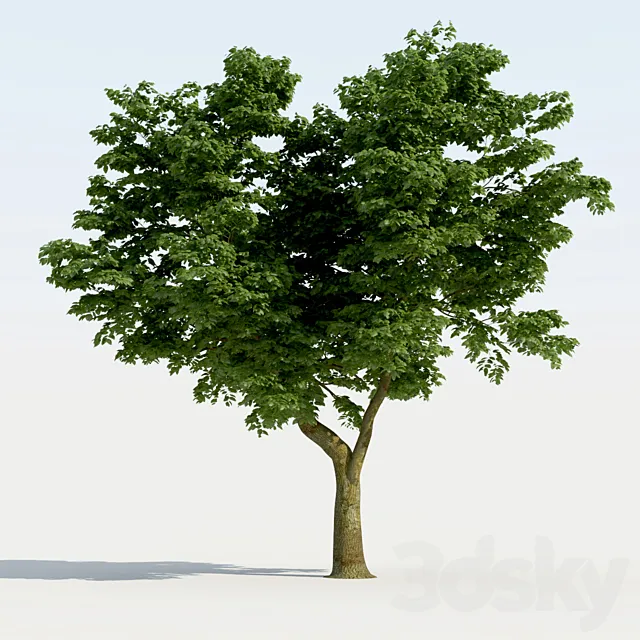 Broadleaf Tree 01 3D Model