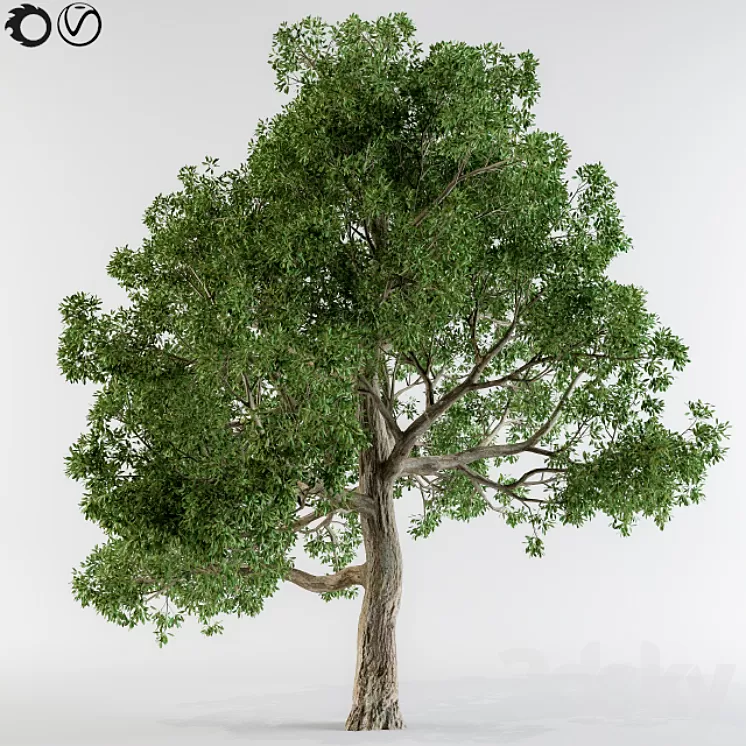 Broadleaf tree
