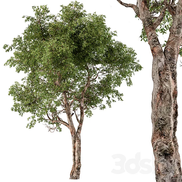 Broadleaf Tree Set 217 3D Model