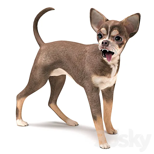 Brown Chihuahua 3D Model