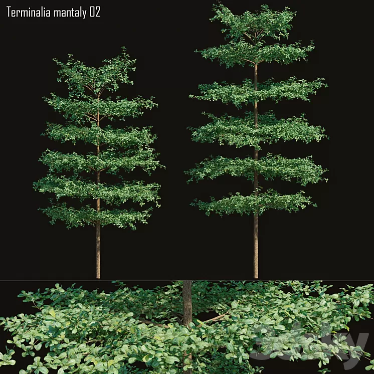 Bucida molineti 02 3D Model