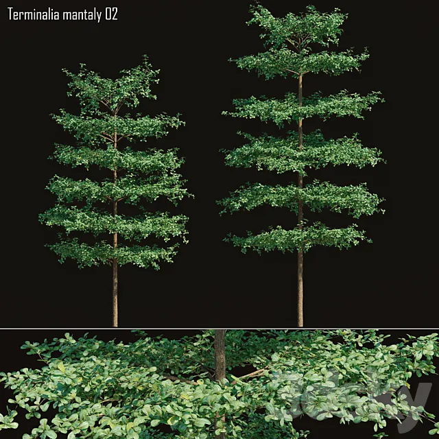 Bucida molineti 02 3DModel