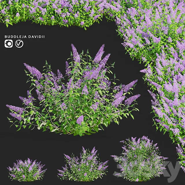 Buddley David bushes | Buddleja davidii Free Download