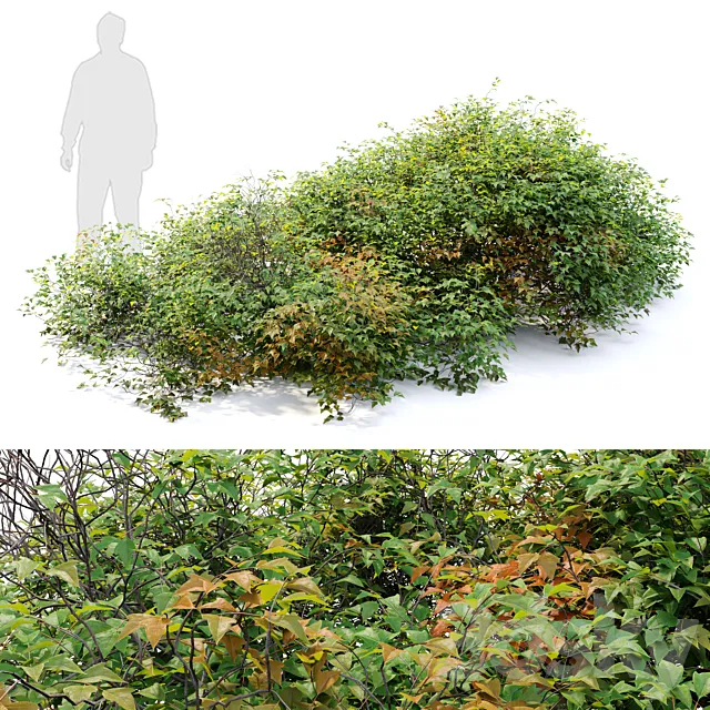 bush 022 3D Model