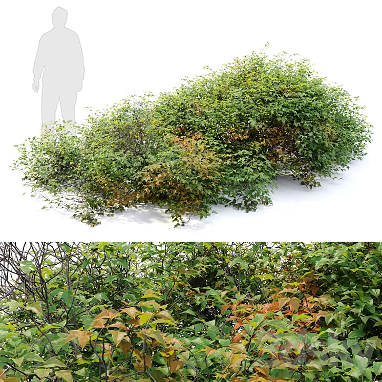 bush 022 3D Model Free