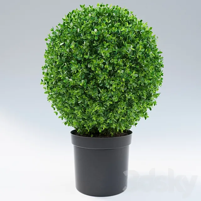 bush 3D Model