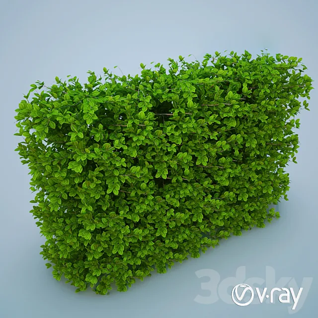 Bush 3DModel