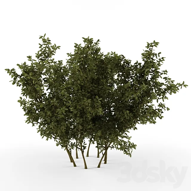 Bush 3DModel