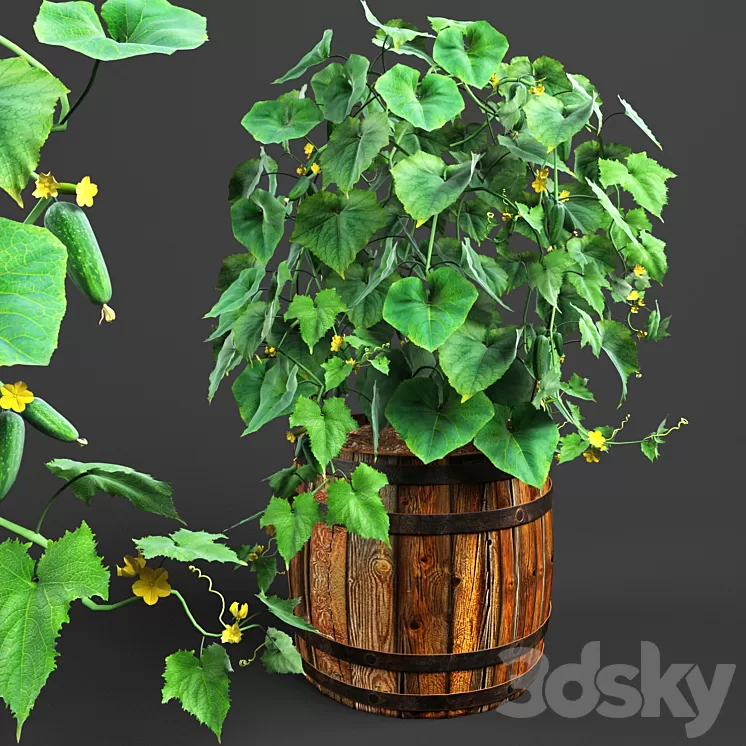 bush cucumber