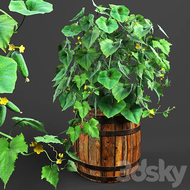 bush cucumber 3DModel