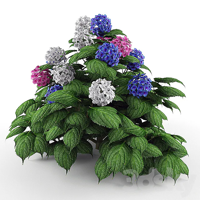 Bush Hydrangea 3D Model