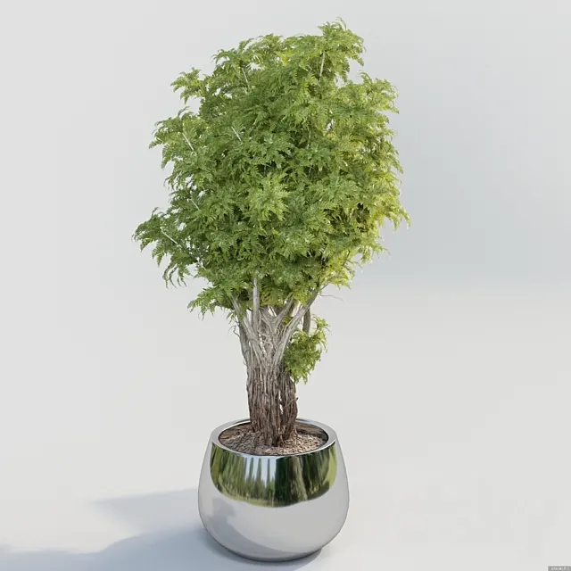 Bush in a pot 3D Model