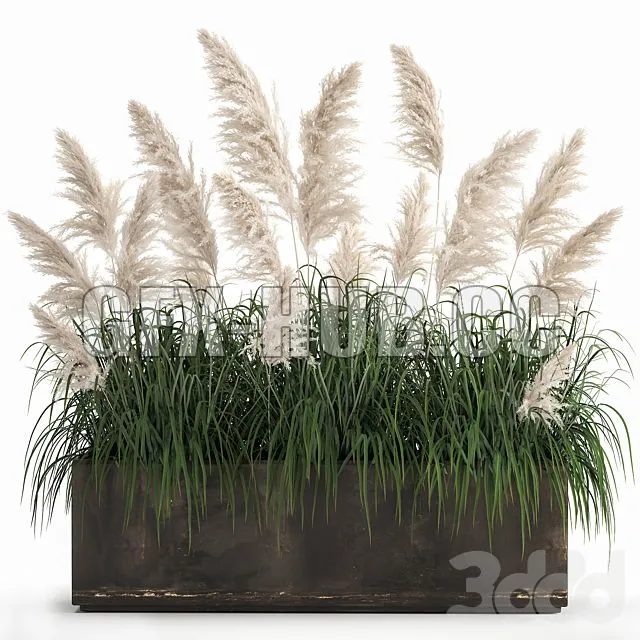Bush white pampas grass in a street rusty metal pot 1033 3D Model