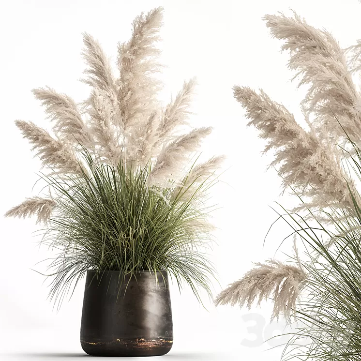 Bush white pampas grass in a street rusty metal pot white reed Cortaderia.  1032. 3D Model Free