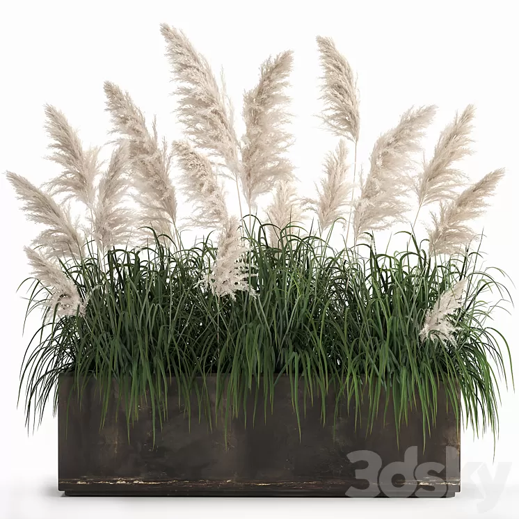 Bush white pampas grass in a street rusty metal pot white reed Cortaderia. 1033. 3D Model