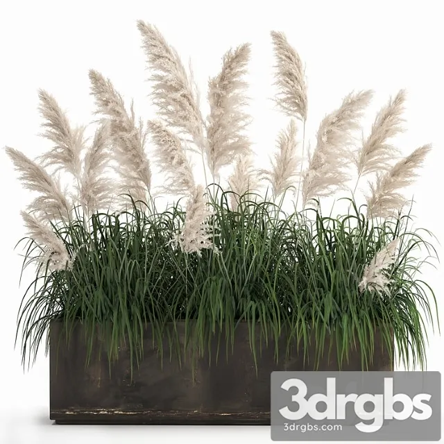Bush White Pampas Grass In Street Rusty Metal Pot White Reed Cortaderia 1033 3D Model Free