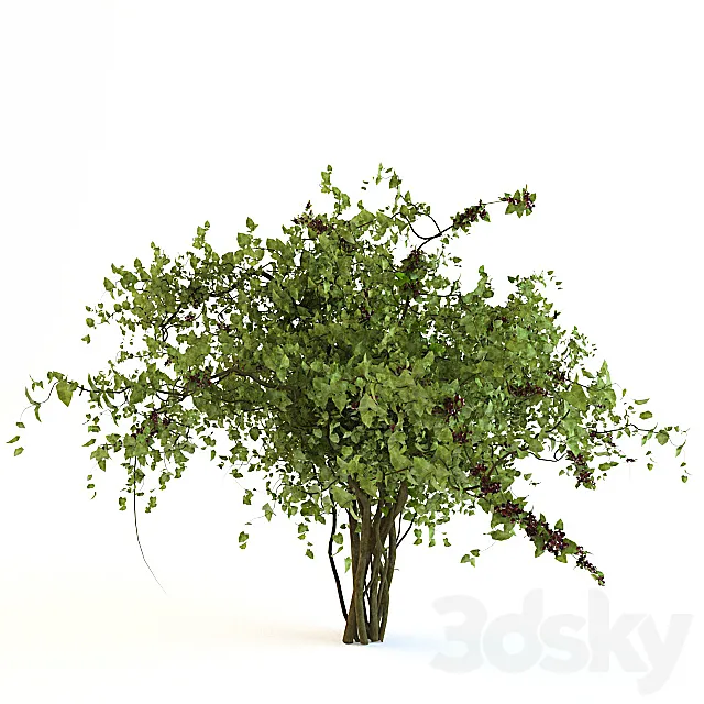 Bush with berries 3DModel