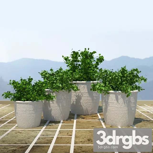 Bushes 2 3D Model Free