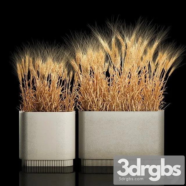 Bushes of Dry Wheat Ears in Flower Pots Suhotsvet Eco Table Collection of Plants 1204 3D Model Free