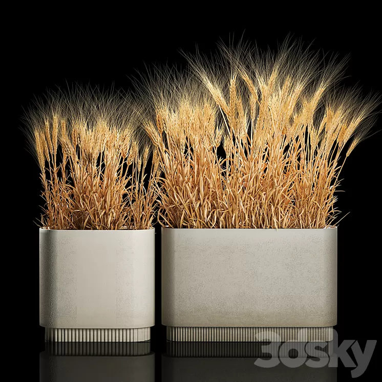 Bushes of spikelets of dry wheat in flowerpots dried flowers eco style. Plant collection 1204 3D Model Free