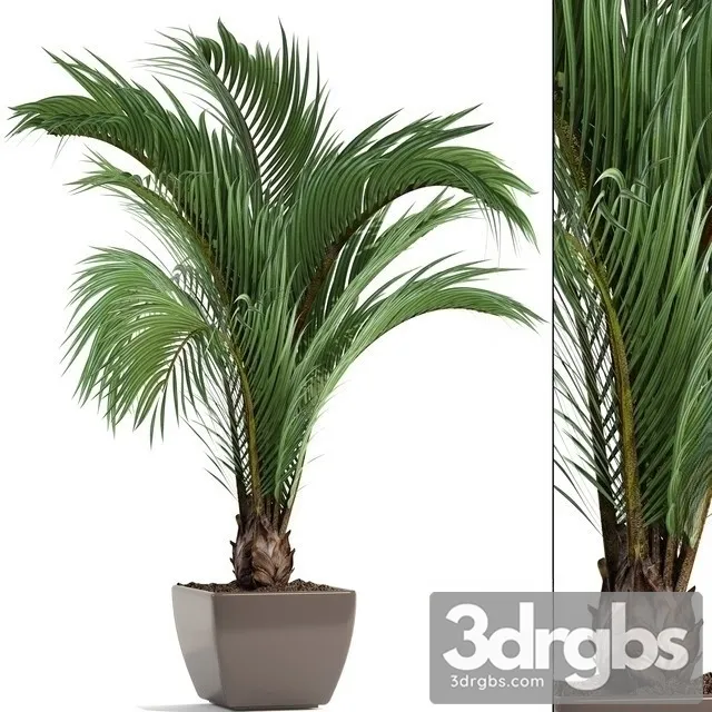 Butia Capitata 3D Model Free