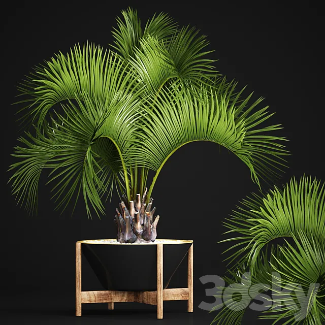Butia capitata palm Decorative palm tree in a black flowerpot office plants interior loft flower butia 3D Model