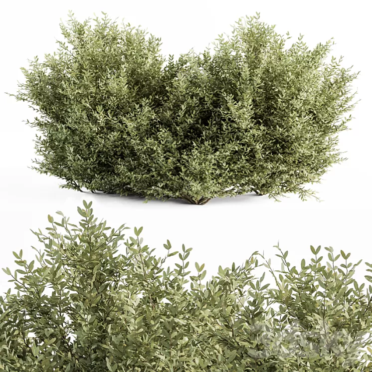 Buxsus Leaf Bush - Bush Set 27 3D Model